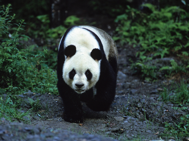 Giant Panda Scientific Name | Bruin Blog