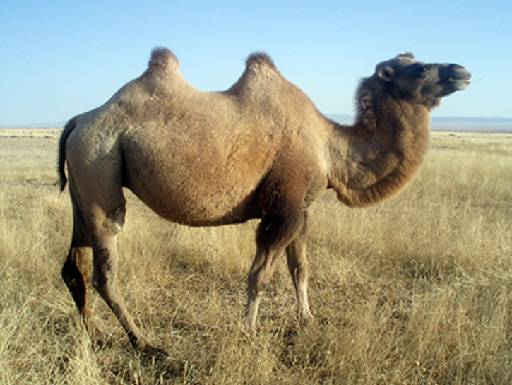 camelus-ferus.jpg