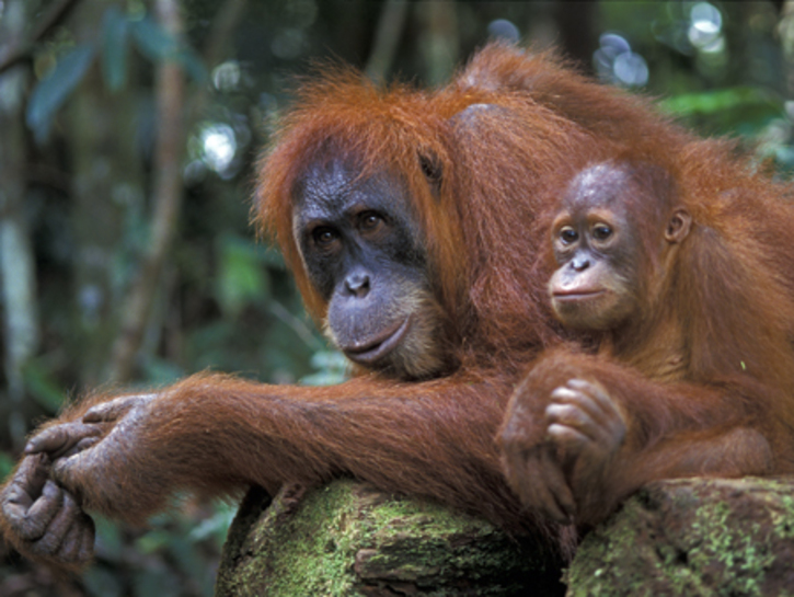 Pongo Abelii Sumatran Orangutan