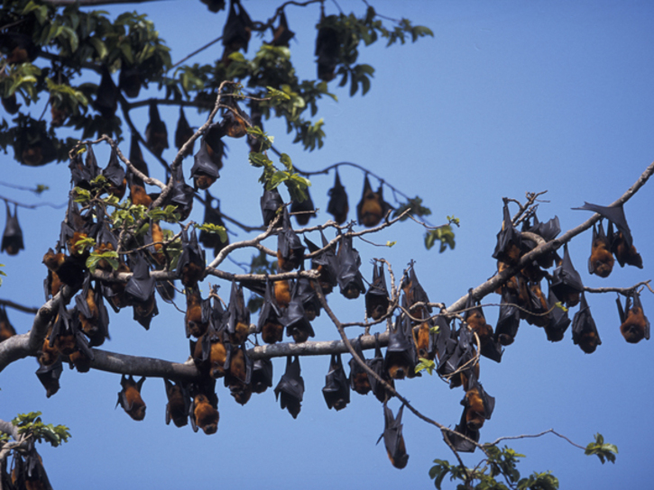 Pemba Flying Fox Forest