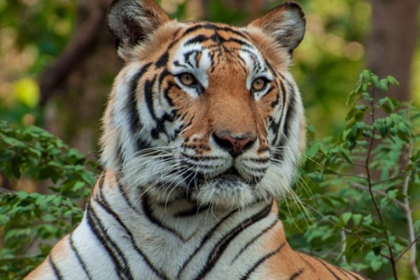 News | IUCN Red List of Threatened Species