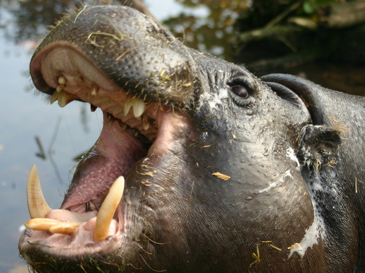 Why Are Hippos Endangered? - Hippo Haven