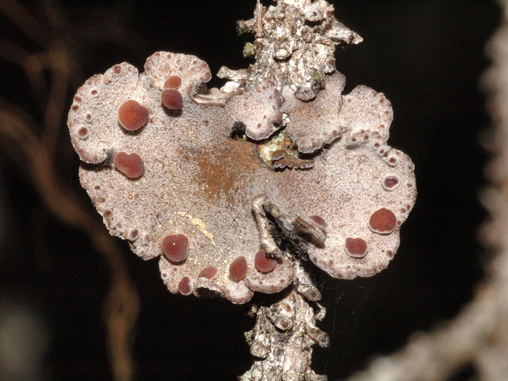 erioderma-pedicellatum.png