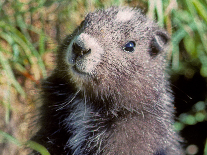 Marmota Vancouverensis Vancouver Island Marmot