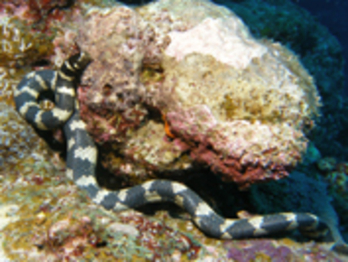 sea snakes in the gulf of mexico